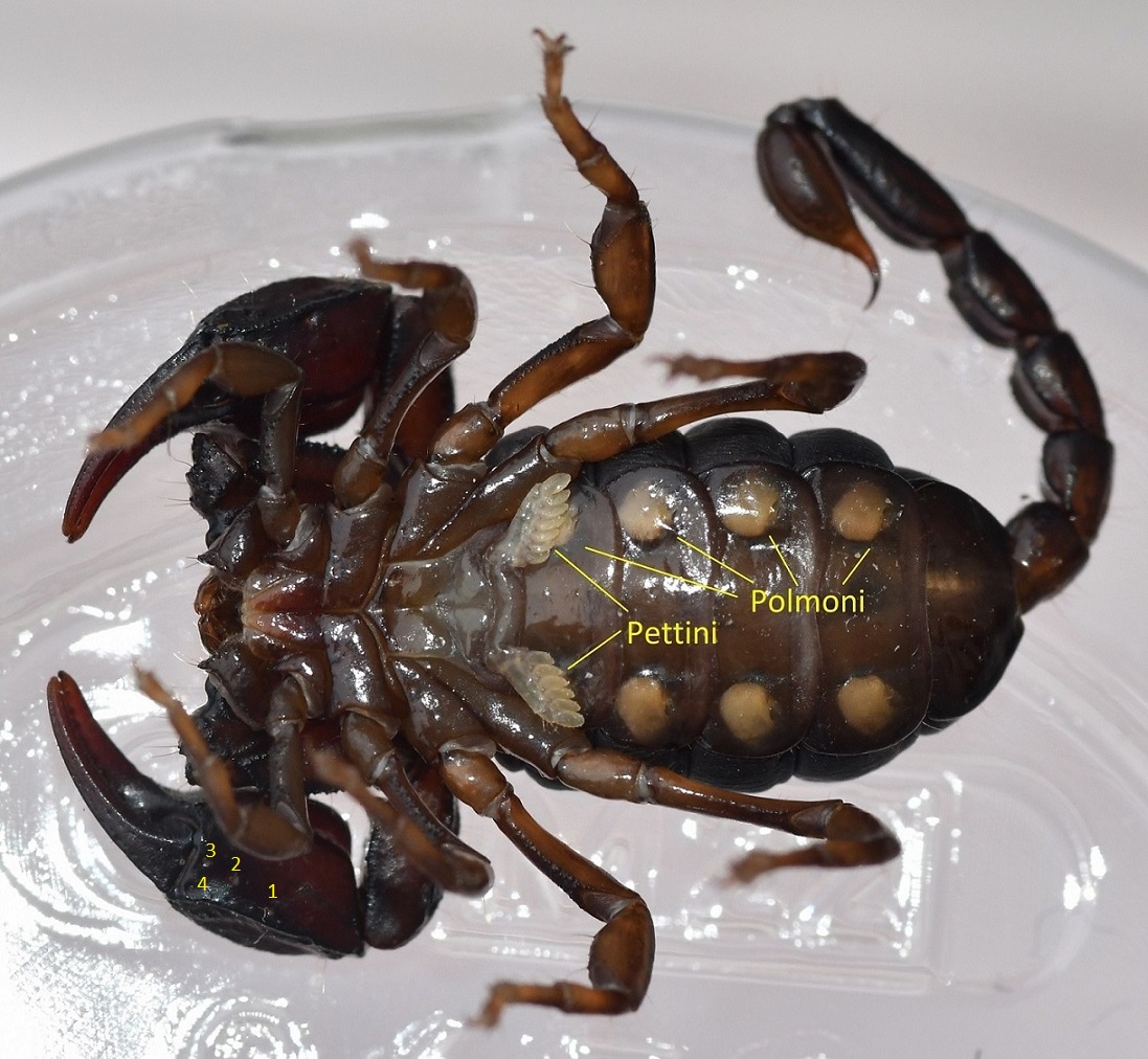 Foto 2 Euscorpius concinnus femmina ventrale.JPG