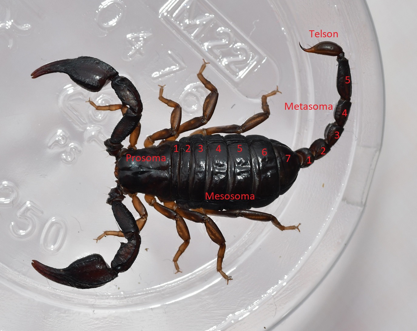 Foto 1 Euscorpius concinnus femmina dorsale.JPG