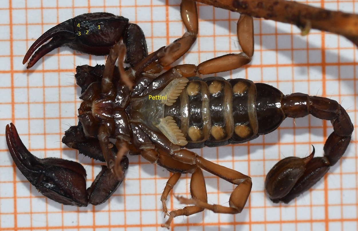 Foto 6 Euscorpius concinnus maschio ventrale.JPG
