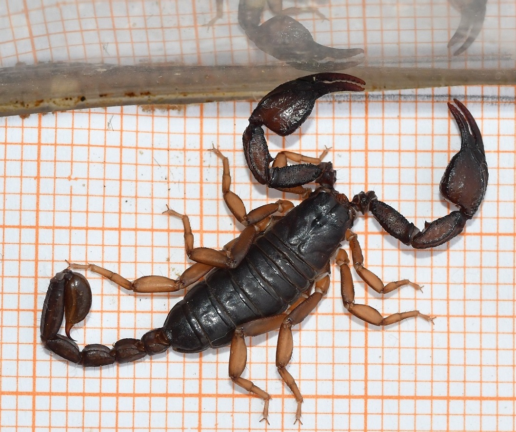 Foto 5 Euscorpius concinnus maschio dorsale.JPG