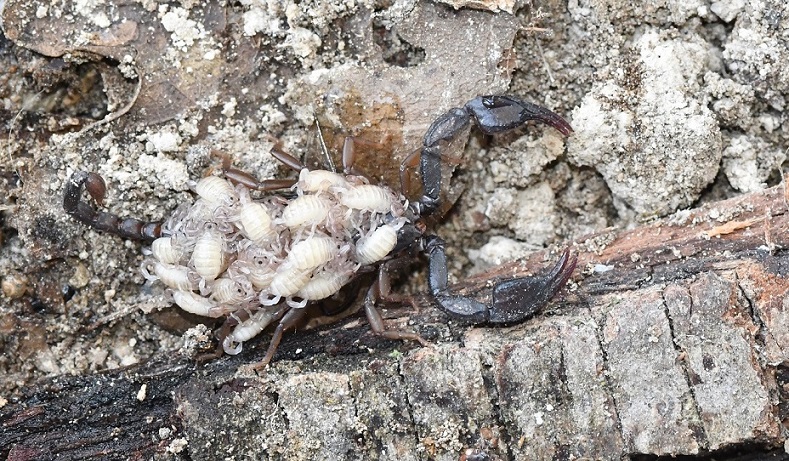 Euscorpius concinnus femmina con piccoli 3.JPG