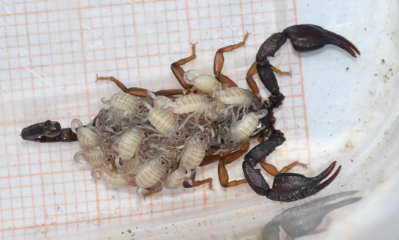 Euscorpius concinnus femmina con piccoli 2.JPG
