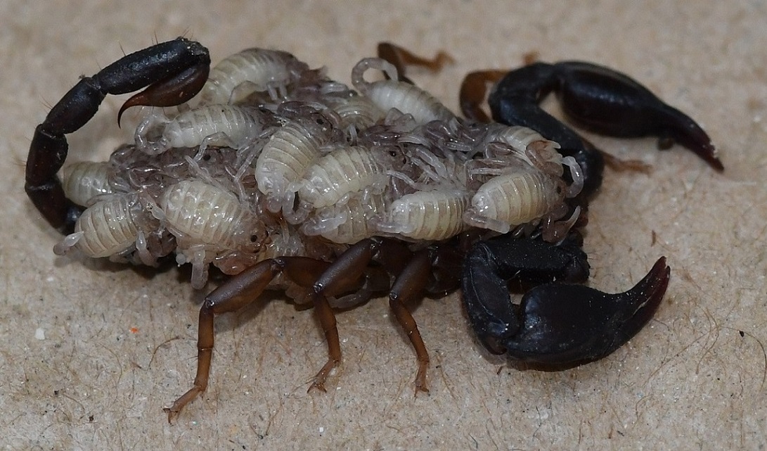 Euscorpius concinnus femmina con piccoli 1.JPG