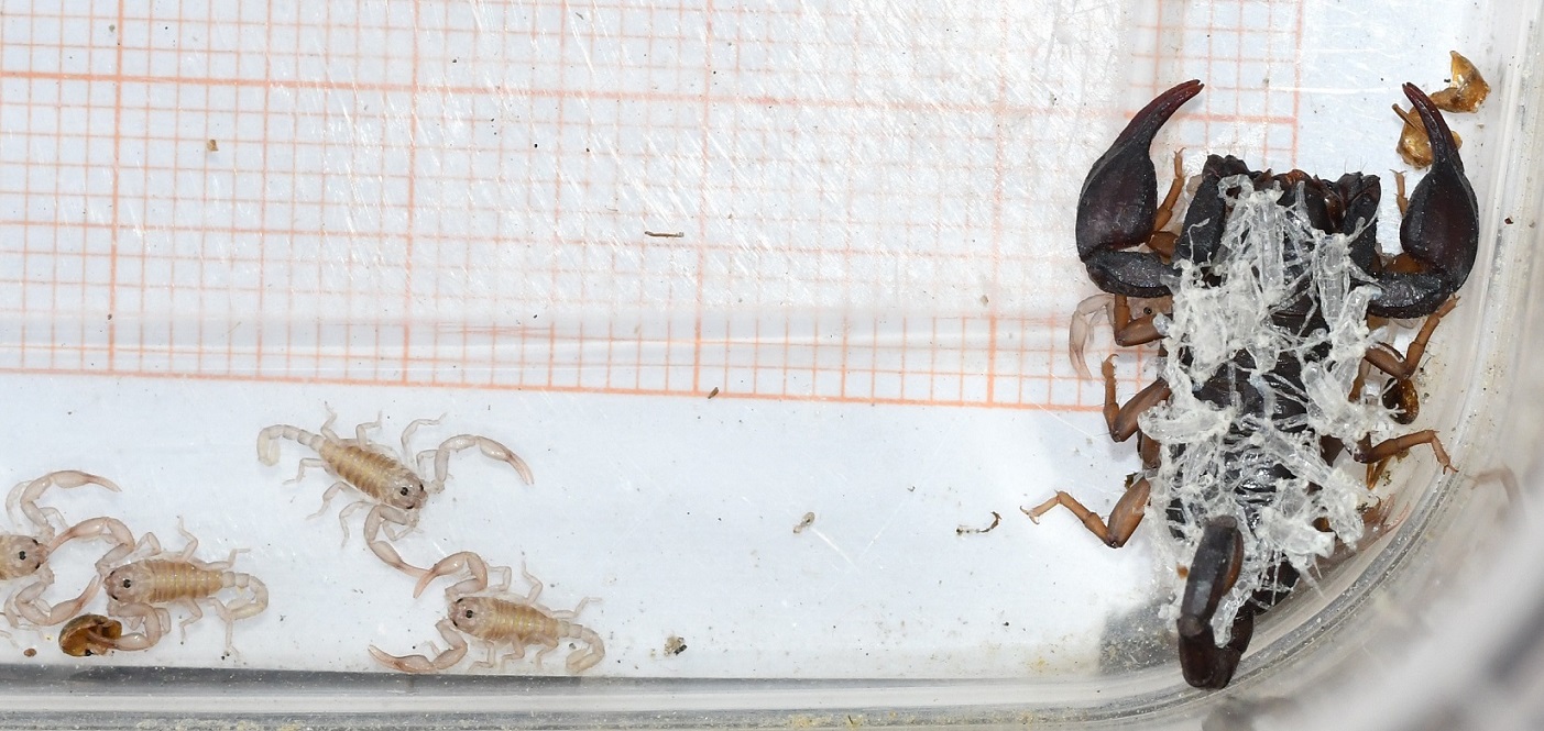 Euscorpius concinnus dispersione stadi ninfali 1.JPG