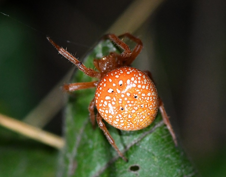 Araneus alsine DSC_9972.JPG