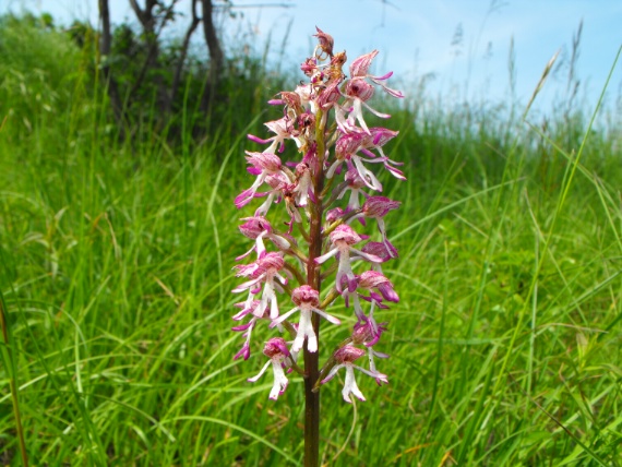 ORCHIS X ANGUSTICRURIS.JPG