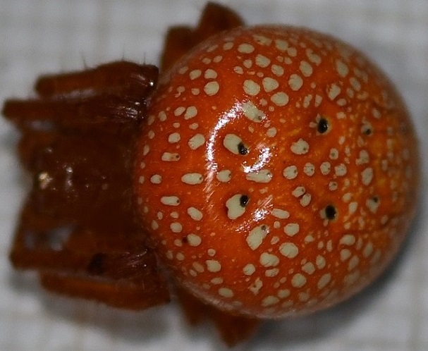 Araneus alsine DSC_9934.JPG