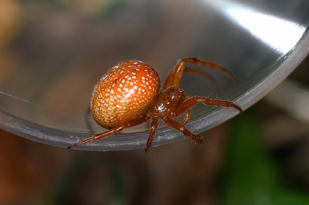 Araneus alsine DSC_9952.JPG