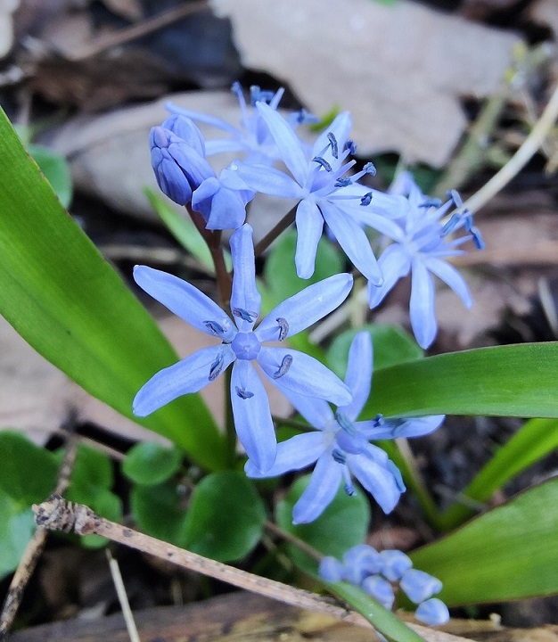 Scilla bifolia.jpg