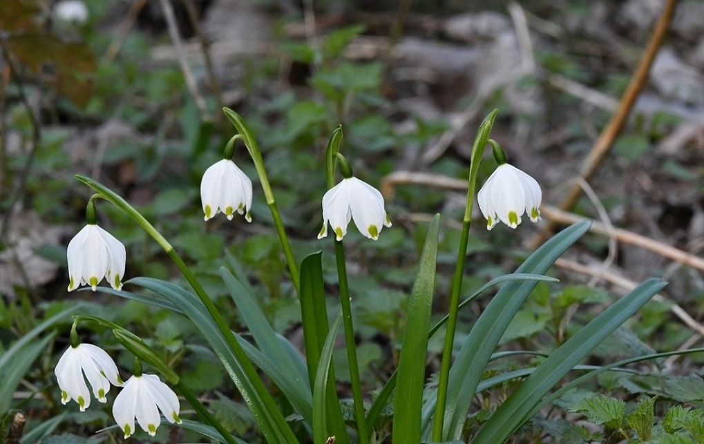 Leucojum vernum 2.JPG