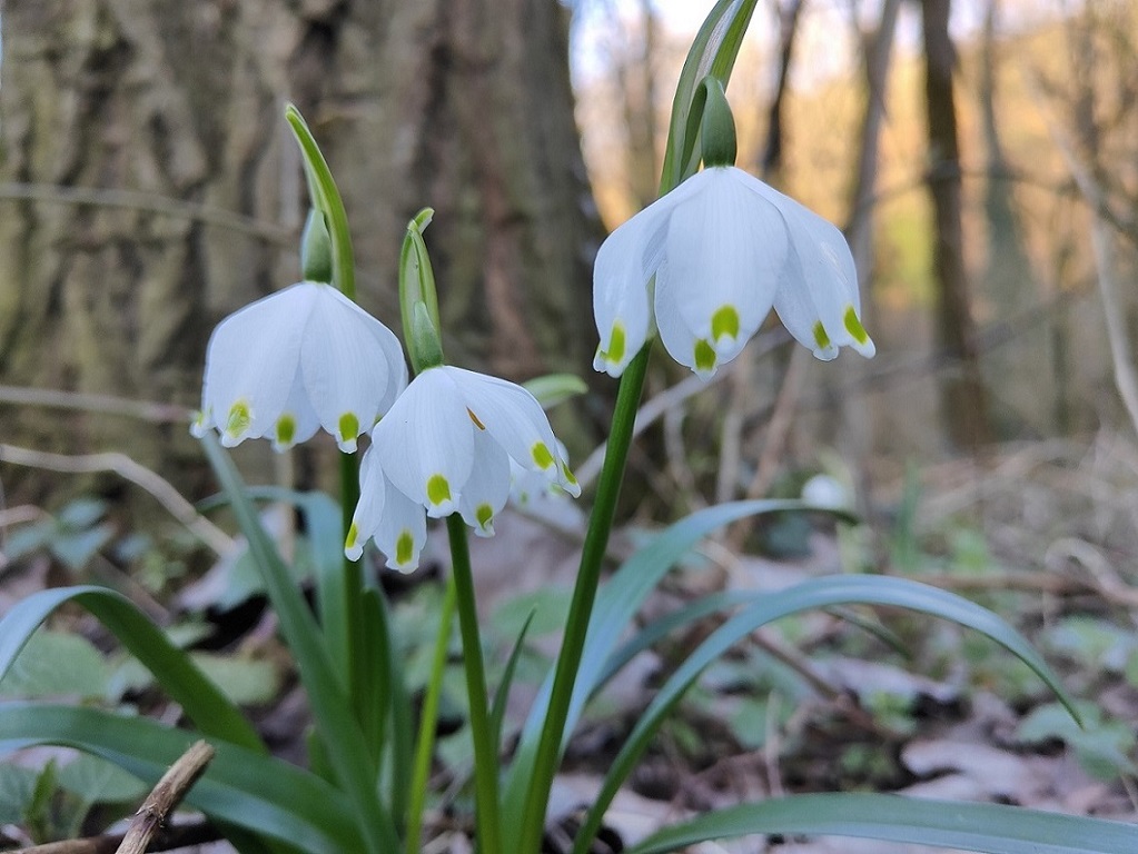 Leucojum vernum.jpg