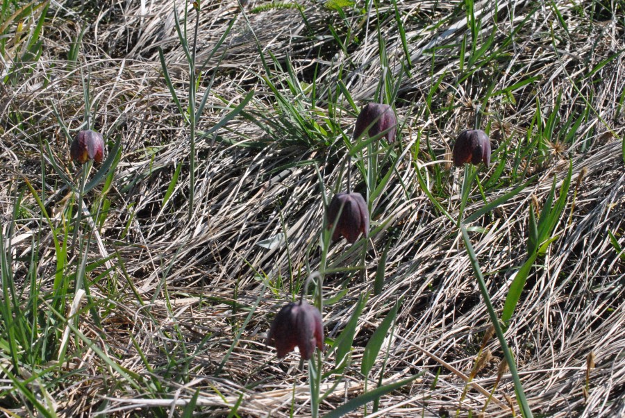 DSC_1010.JPG