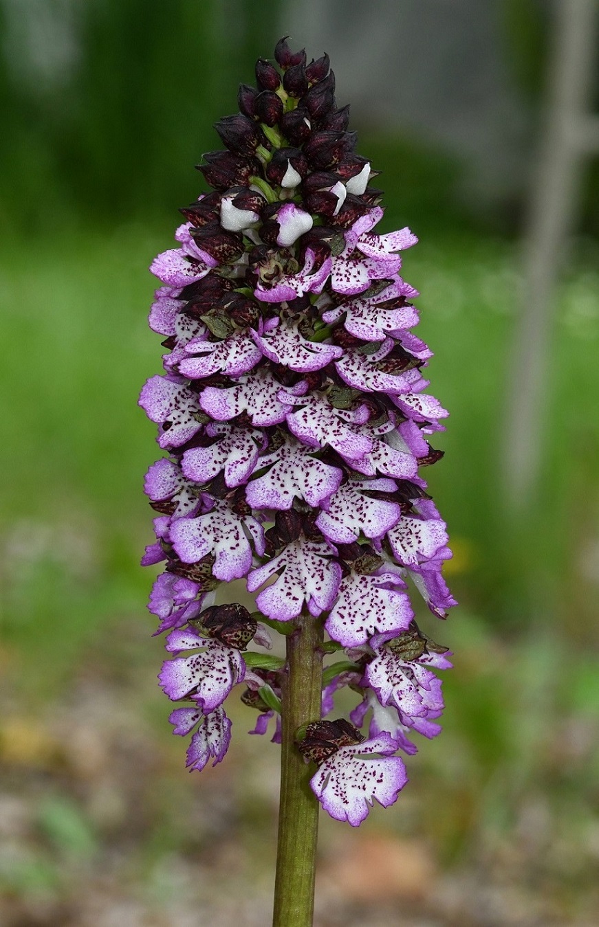 Orchis purpurea.JPG