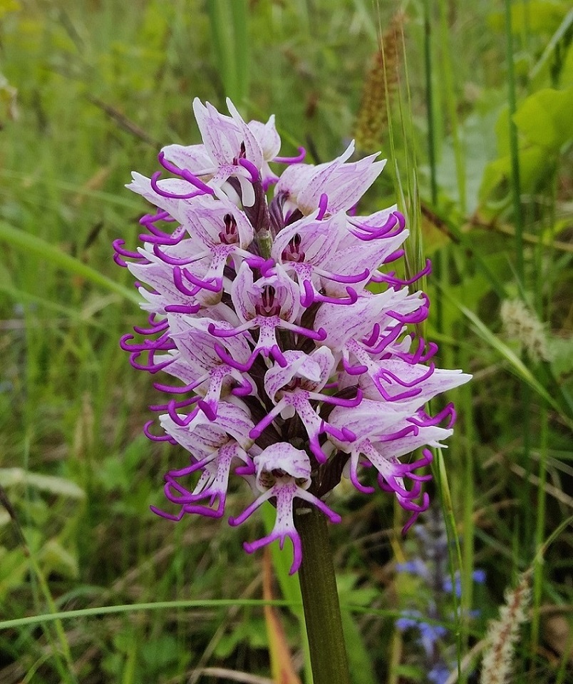 Orchis simia.jpg