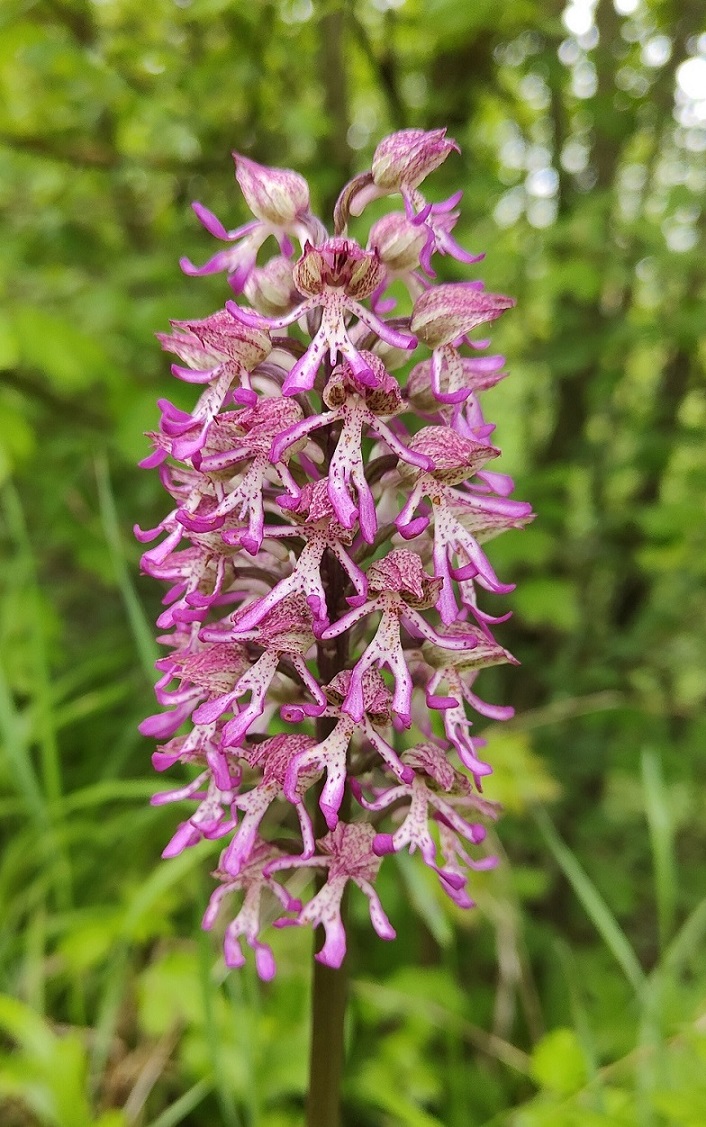 Orchis sp..jpg