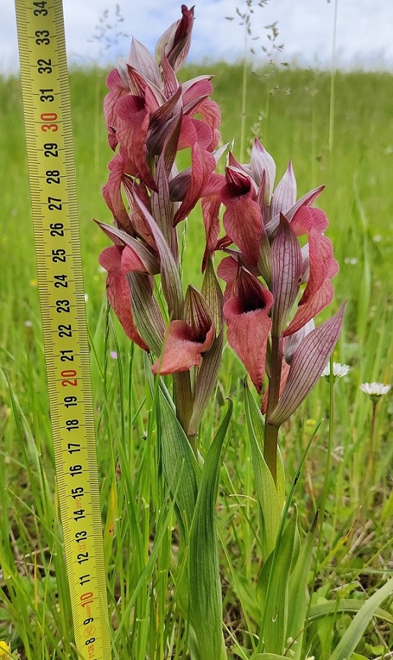 Serapias 4.jpg