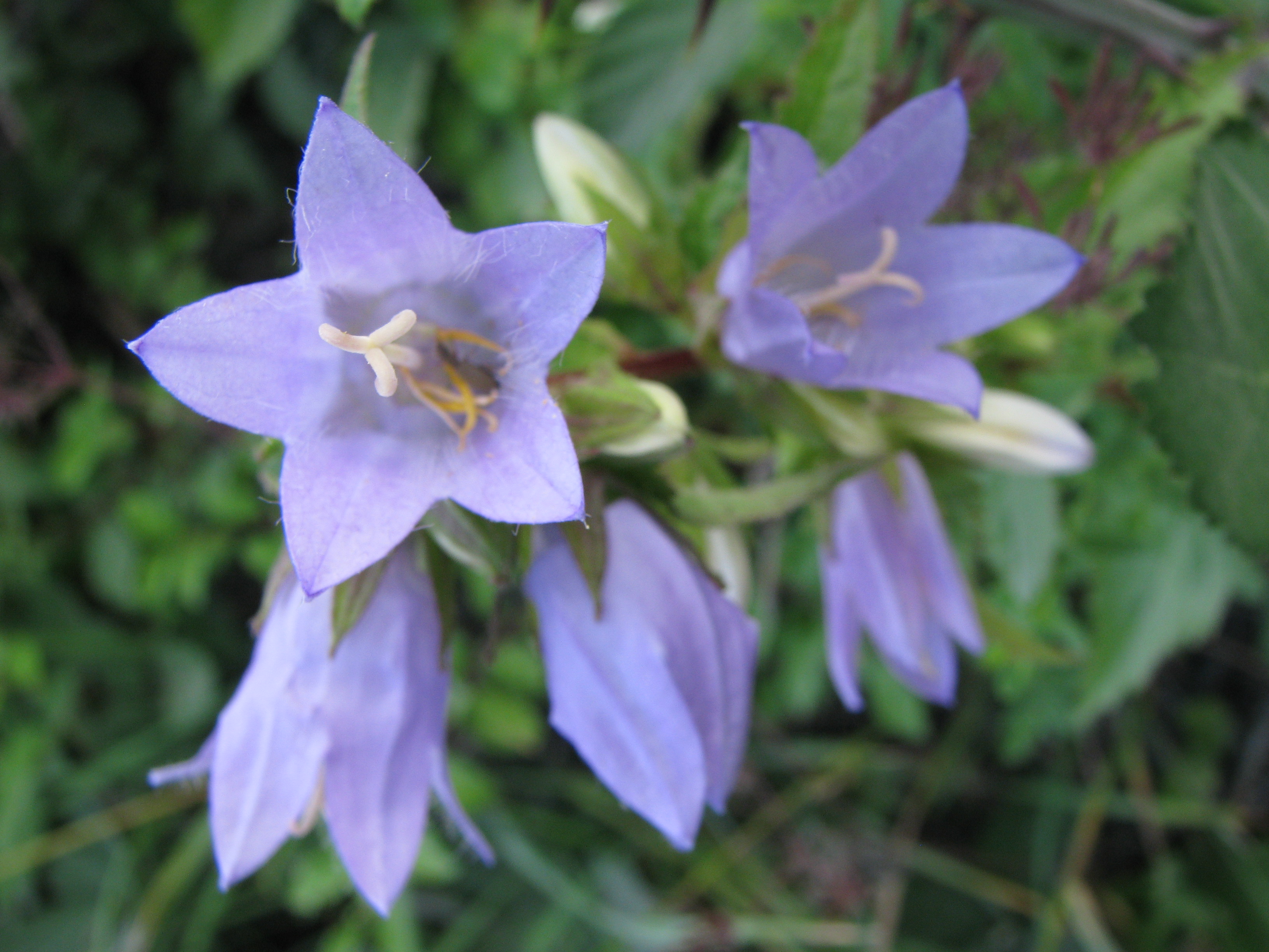 IMG_0345 campanula (trachelium - imbutini).jpg