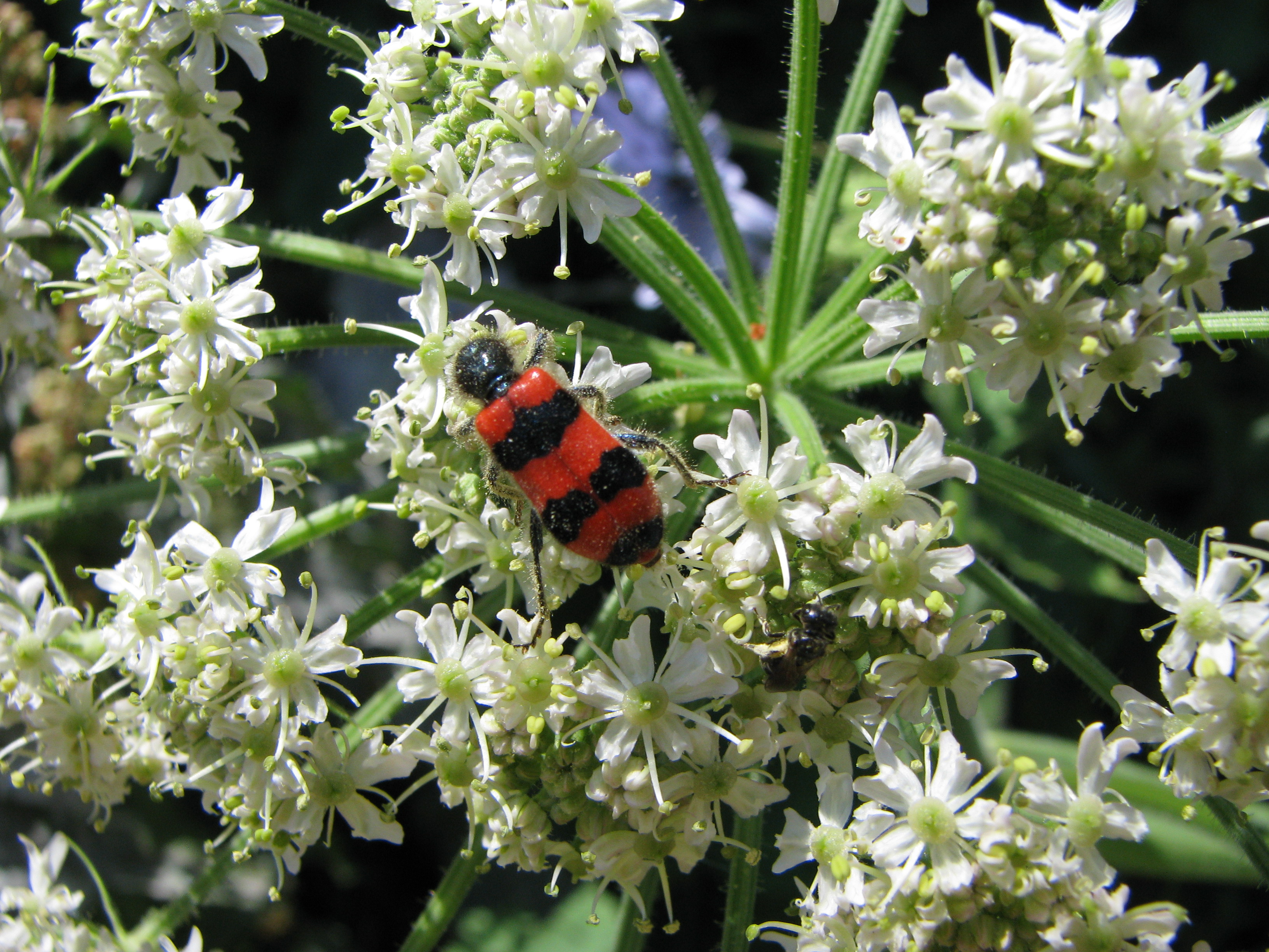 Trichodes crabroniformis su angelica.jpg