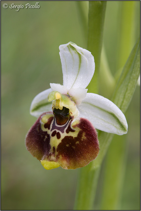 fuciflora_09_3326.jpg