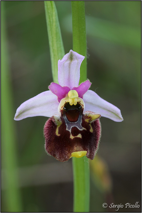 fuciflora_09_3321.jpg