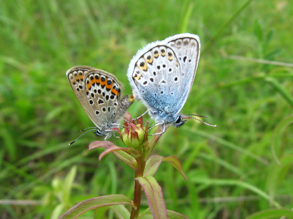 IMG_4275 POLYOMMATUS ICARUS ICARO O ARGO AZZURRO1.JPG