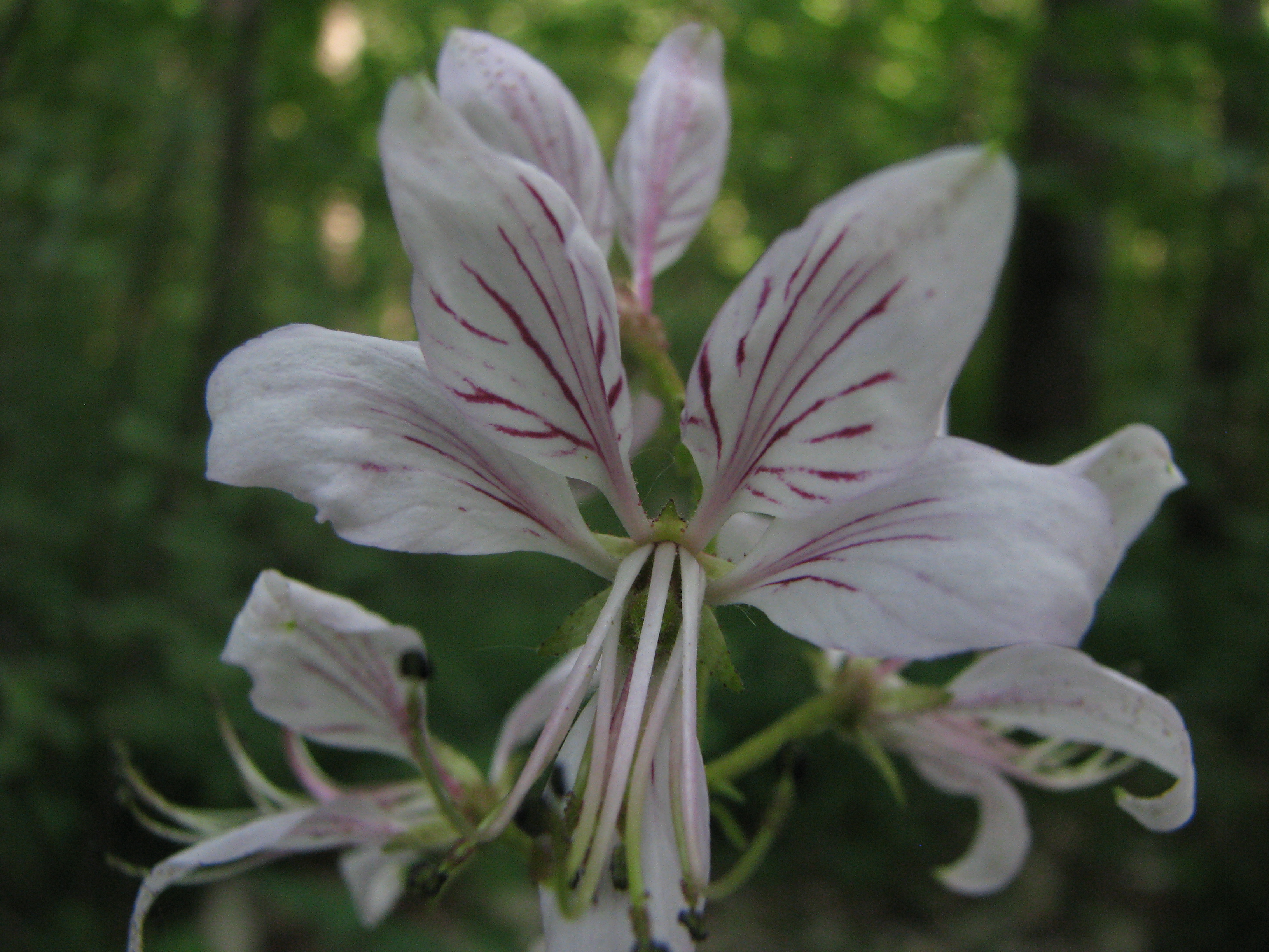 dittamo - fiore.jpg
