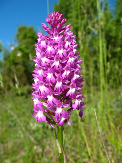Anacamptis pyramidalis.JPG