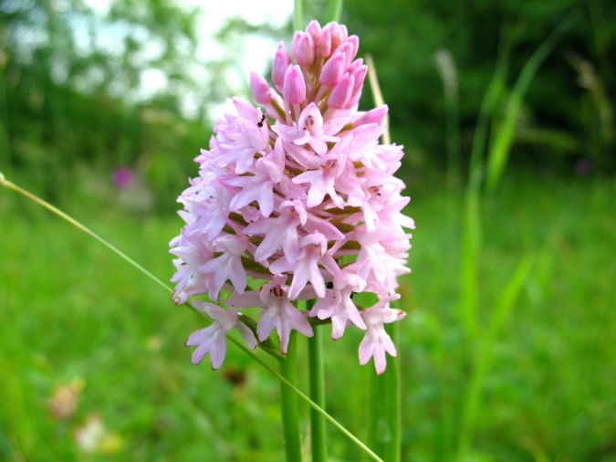 A.pyramidalis.JPG