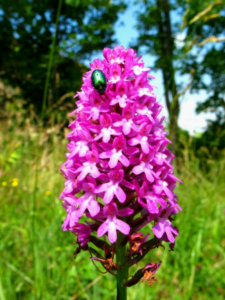 Anacamptis pyramidalis 2.JPG
