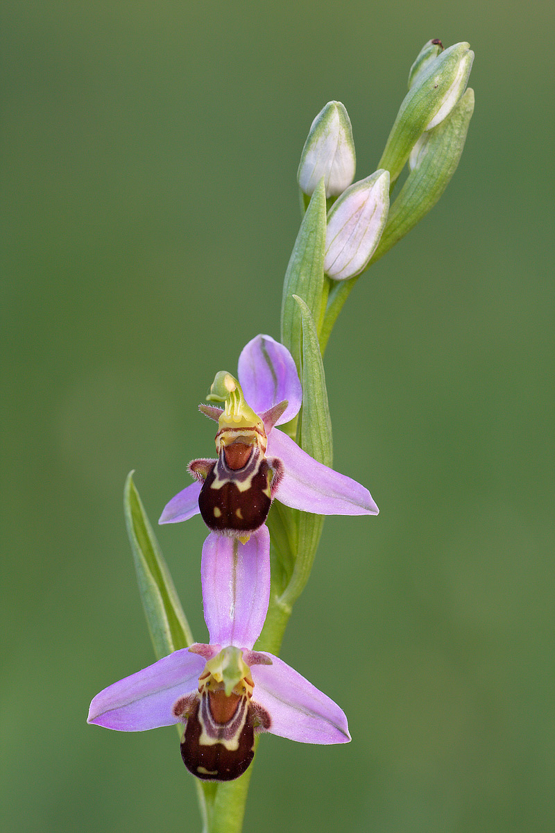 apifera_09_3476.jpg
