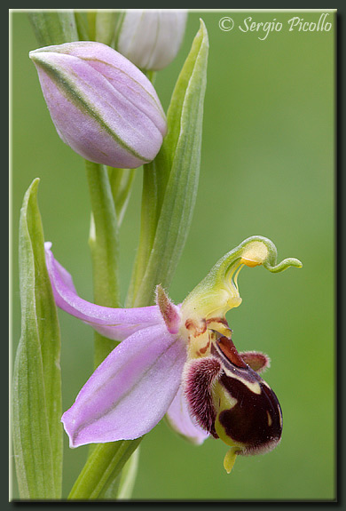 apifera_09_3393.jpg