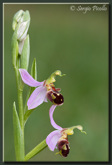 apifera_09_3402.jpg