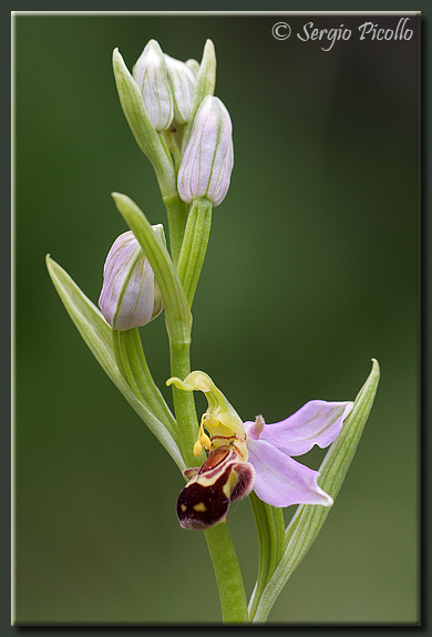apifera_09_3480.jpg