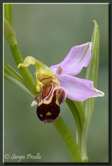 apifera_09_3463.jpg