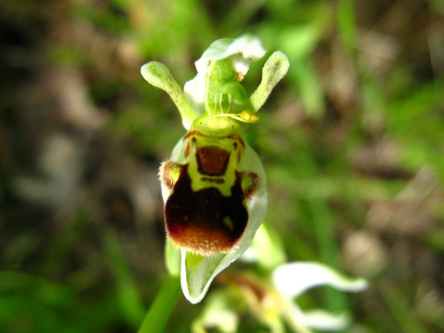 IMG_4903 OPHRYS APIFERA VARIETÀ AURITA.JPG