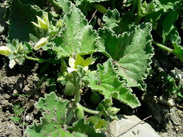 Ecballium elaterium (L.) A. Rich. 3giu06 177.JPG