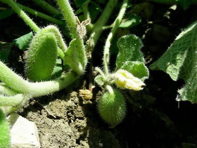 Ecballium elaterium (L.) A. Rich. 3giu06 189.JPG