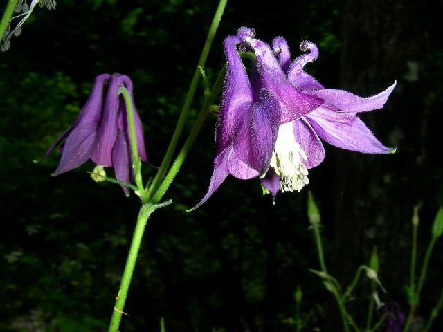 Aquilegia atrata W.D.J. Koch 31mag09 065.jpg