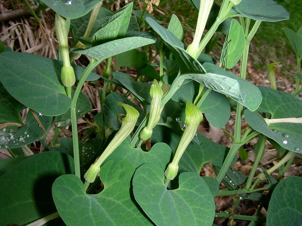 Aristolochia pallida Willd. 31mag09 089.jpg