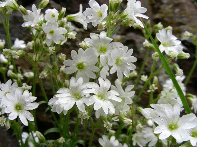 Cerastium arvense L. 31mag09 000.jpg