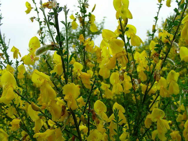 Cytisus scoparius (L.) Link subsp. scoparius 31mag09 013.jpg