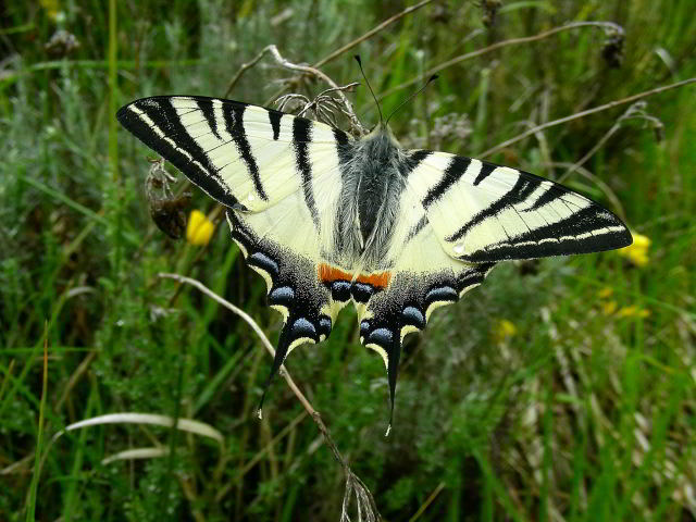 Podalirio - Iphiclides podalirius 31mag09 022.jpg