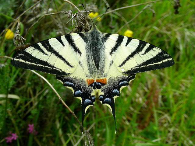 Podalirio - Iphiclides podalirius 31mag09 025.jpg