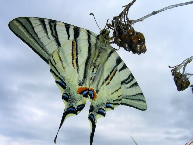 Podalirio - Iphiclides podalirius 31mag09 034.jpg