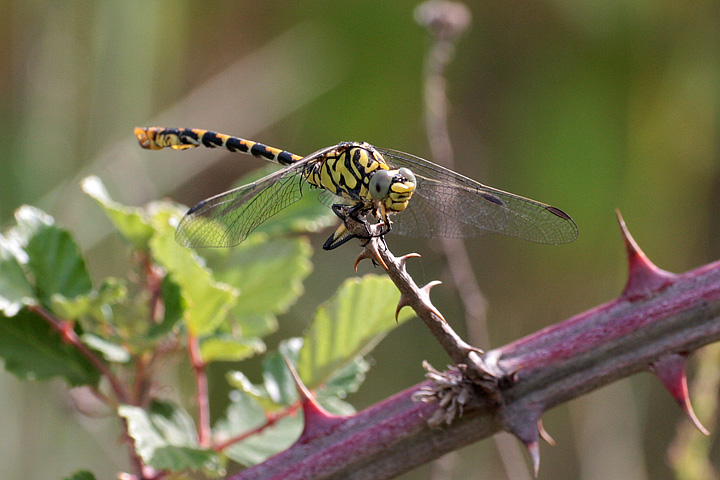 onychogomphus_09_3681.jpg