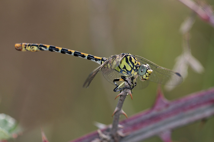 onychogomphus_09_3688.jpg
