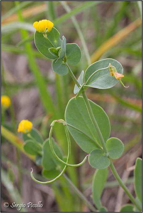 coronilla_09_3099.jpg
