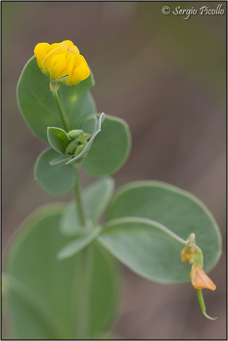 coronilla_09_3097.jpg