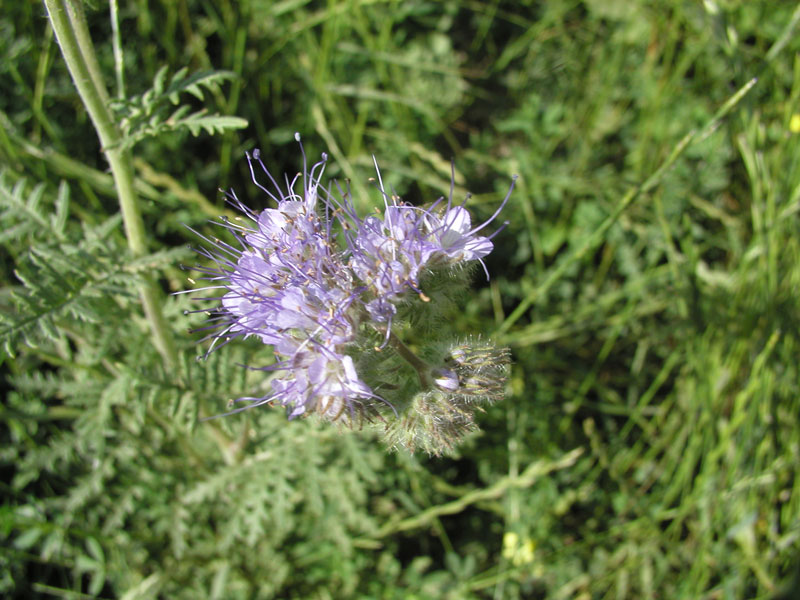 Phacelia-tanacetifolia-01.jpg