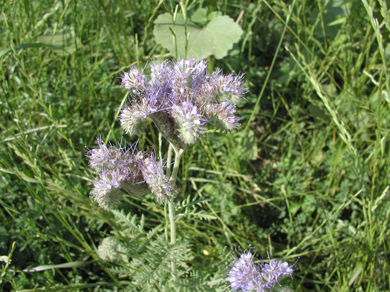 Phacelia-tanacetifolia-02.jpg